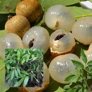 ৫ পিচ লংগান চারা